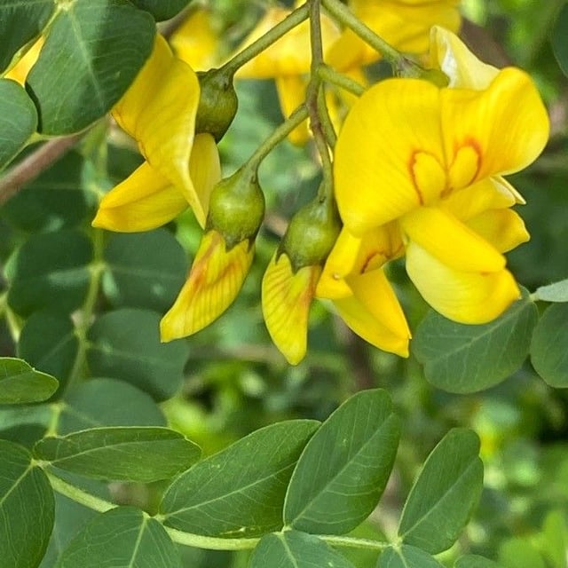 Colutea arborescens — flower