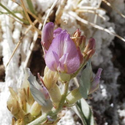 Astragalus lentiginosus — flower