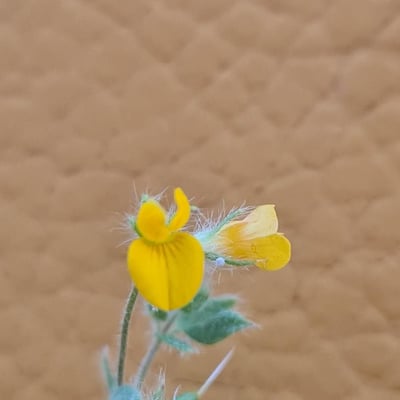 Lotus parviflorus — flower