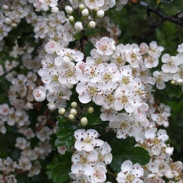 Crataegus laevigata — flower