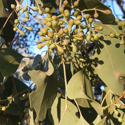 Eucalyptus polyanthemos — flower