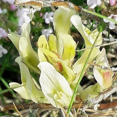 Oxytropis campestris — flower