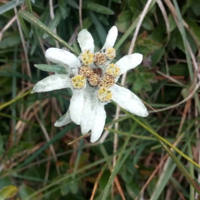 Leontopodium nivale — flower