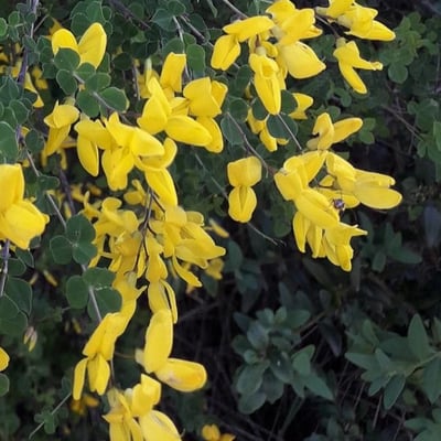 Cytisophyllum sessilifolium — flower