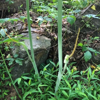 Arisaema dracontium — flower