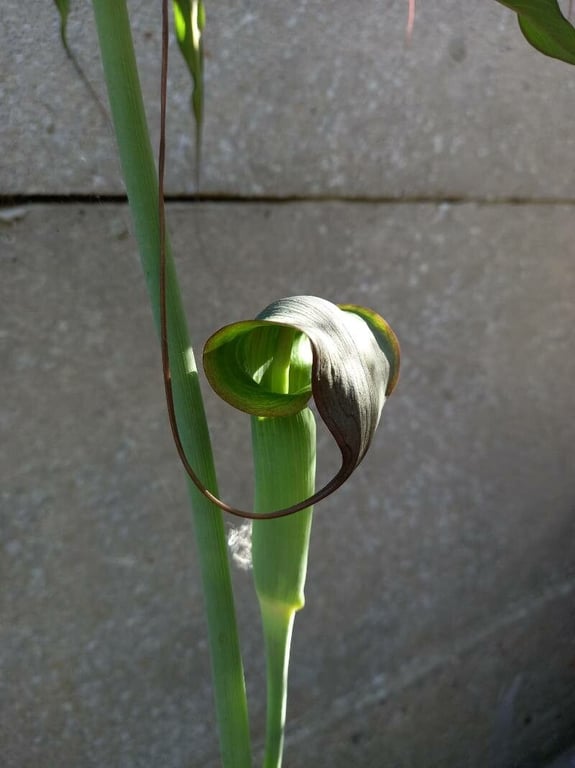 Arisaema consanguineum