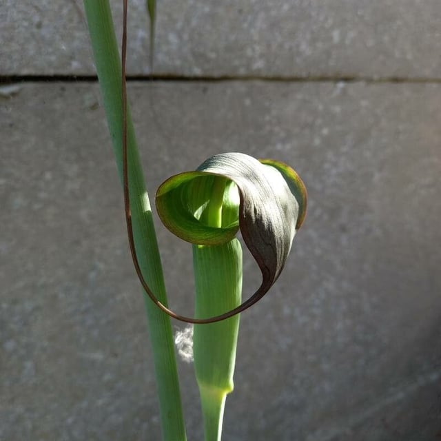 Arisaema consanguineum