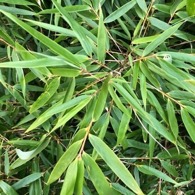 Eucalyptus ovata — leaf