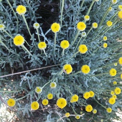 Santolina chamaecyparissus — flower