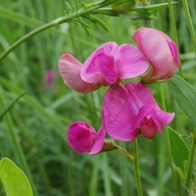 Lathyrus tuberosus — flower