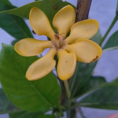 Genipa americana — flower