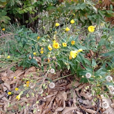 Hieracium sabaudum — flower