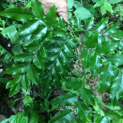 Myroxylon balsamum — leaf