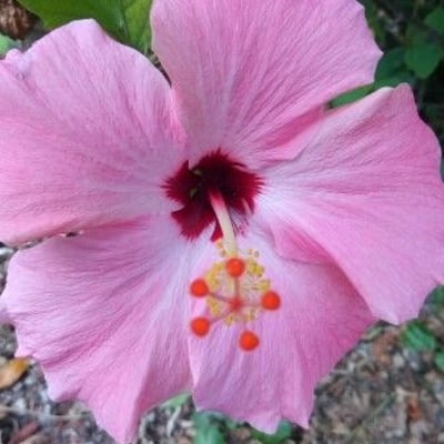 Hibiscus rosa-sinensis — flower