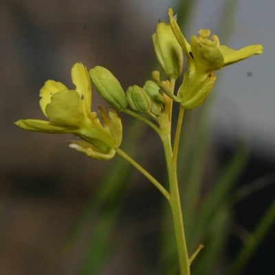 Diplotaxis harra — flower