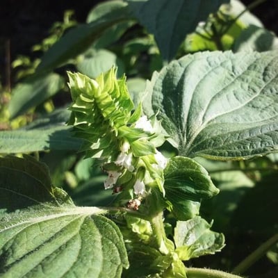 Perilla frutescens — flower
