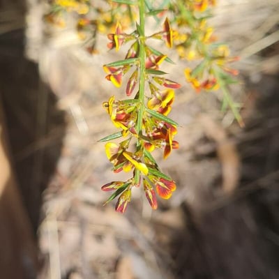 Aotus ericoides — flower