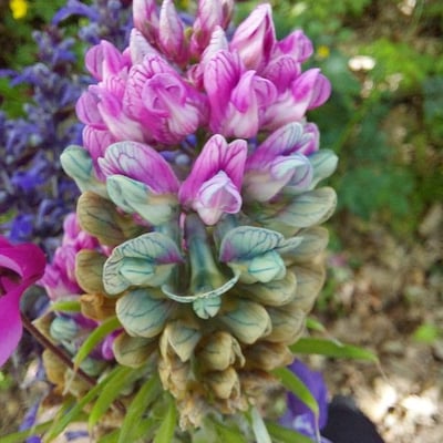 Vicia orobus — flower