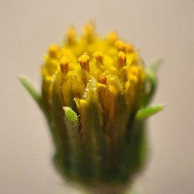 Bidens subalternans — flower