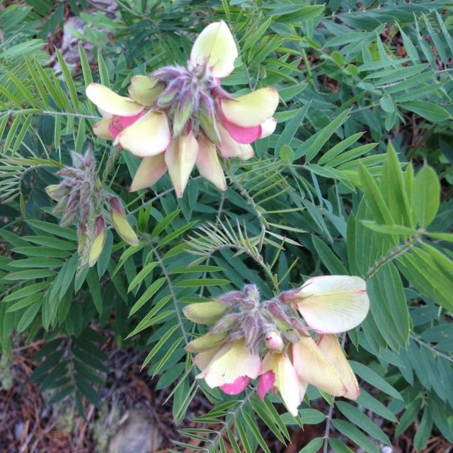 Tephrosia virginiana — flower