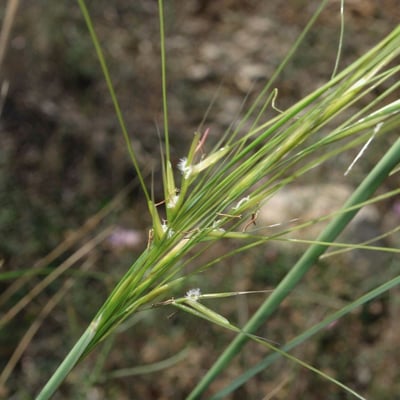 Stipa capillata — flower
