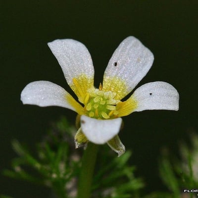 Ranunculus circinatus — flower