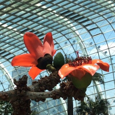 Bombax ceiba — flower