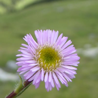 Erigeron alpinus — flower