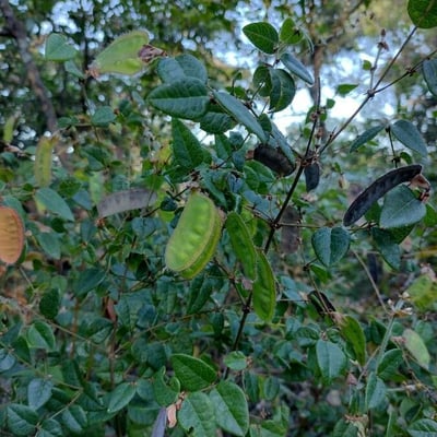 Platylobium formosum — habit