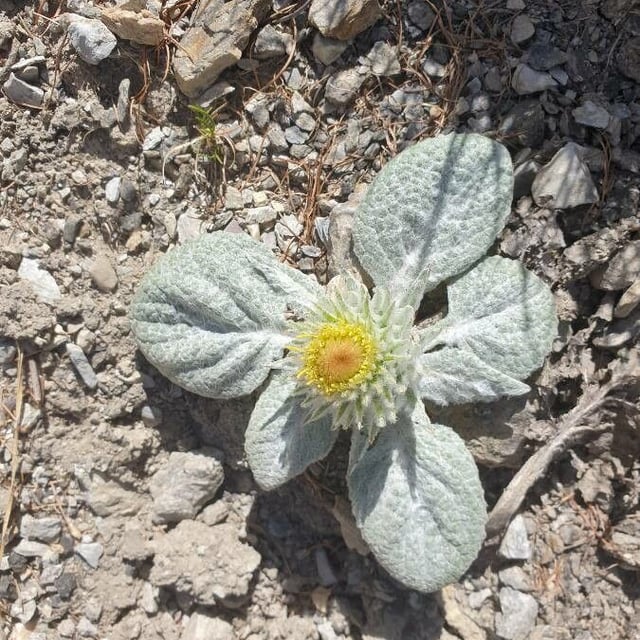 Berardia lanuginosa — flower