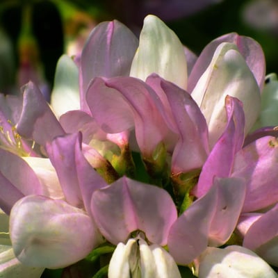 Securigera varia — flower