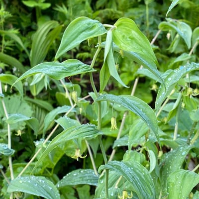 Streptopus amplexifolius — flower