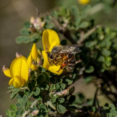 Calicotome villosa — flower