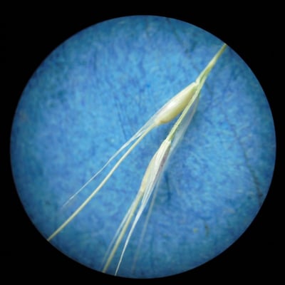 Stipa capillata — flower