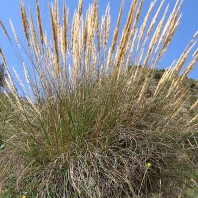 Stipa tenacissima — flower