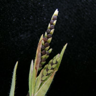 Hackelochloa granularis — habit