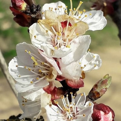 Prunus armeniaca — flower