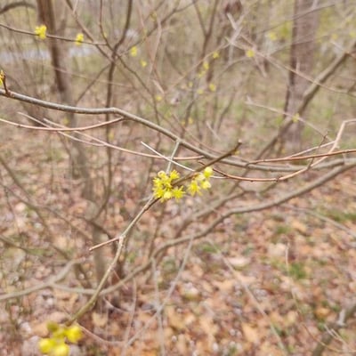Lindera benzoin — flower