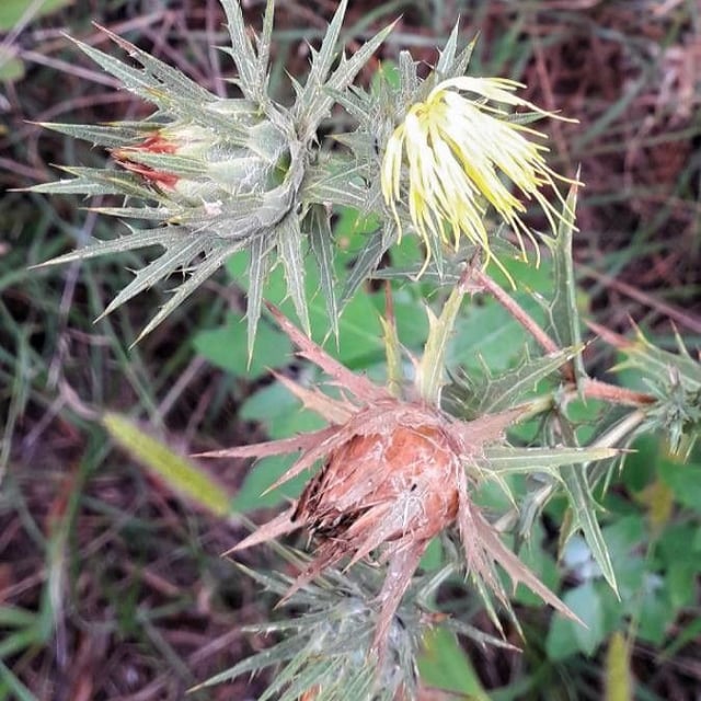 Carthamus lanatus — flower