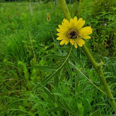 Silphium laciniatum — flower