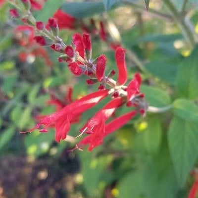 Salvia elegans — flower