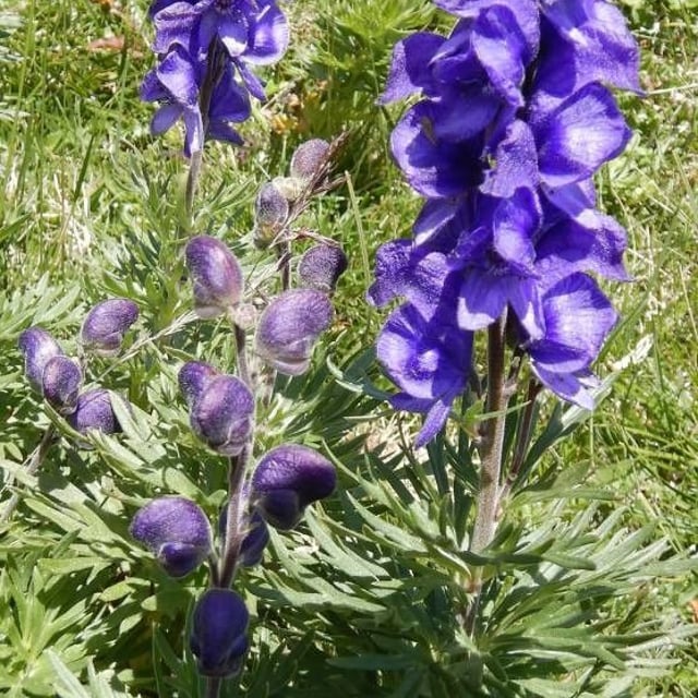 Aconitum napellus — flower