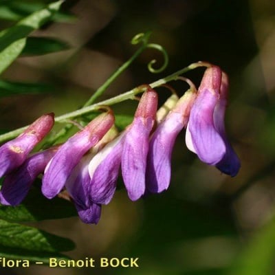 Vicia cassubica — flower
