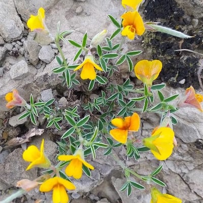 Argyrolobium zanonii — flower