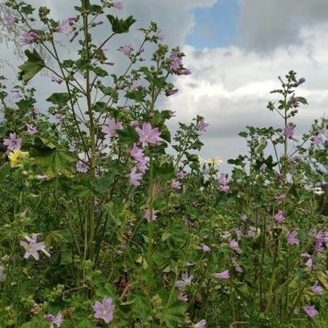 Malva multiflora — flower
