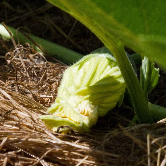 Cucurbita foetidissima — flower