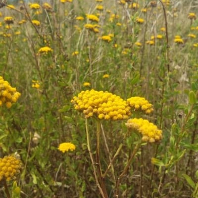 Achillea ageratum — flower