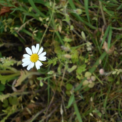 Anthemis arvensis — flower