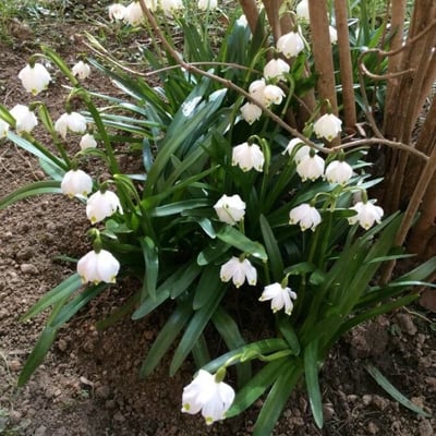 Leucojum vernum — flower