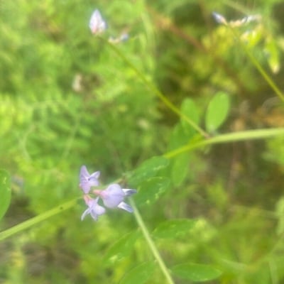 Vicia ludoviciana — flower